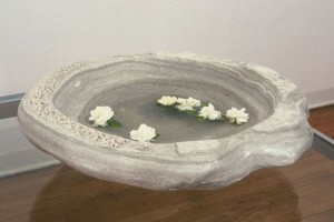 Water Lily